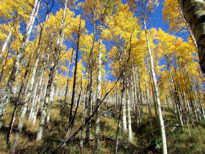 Hiking Vail