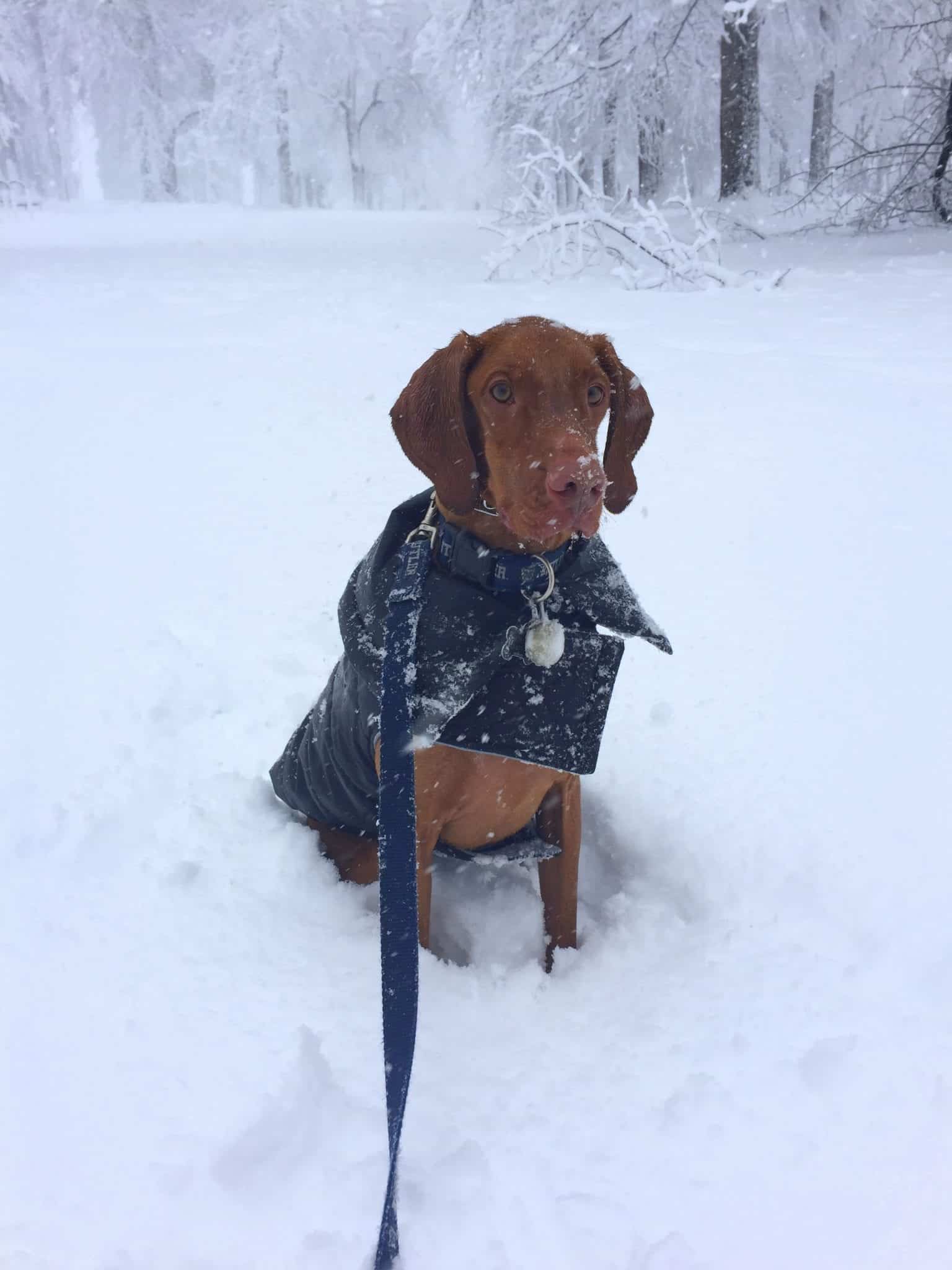 Blizzard in Denver