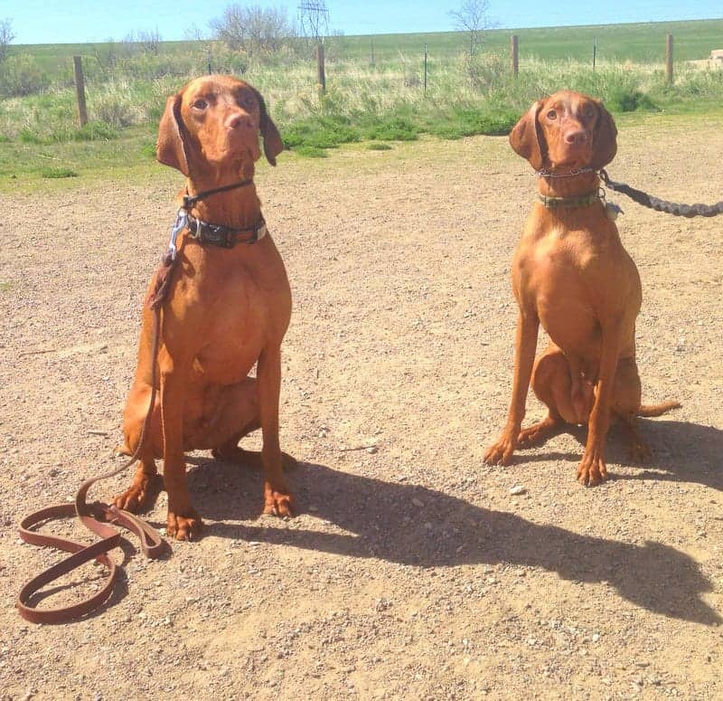 Bernie and Astro Chatfield Dog Park