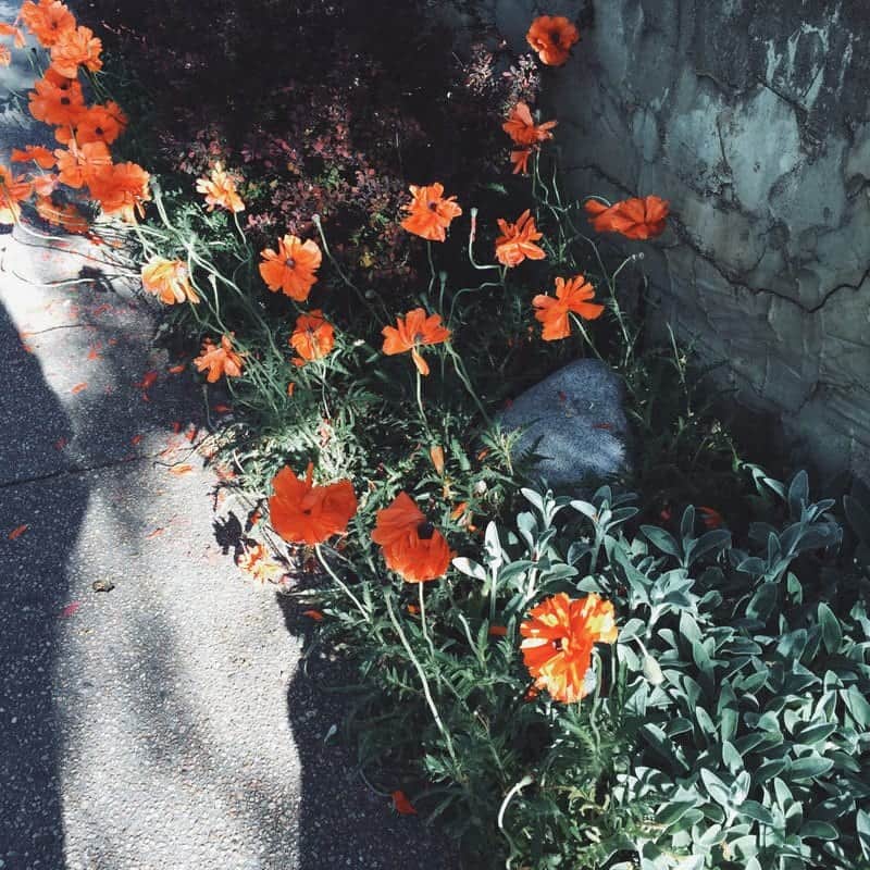 Poppy flowers