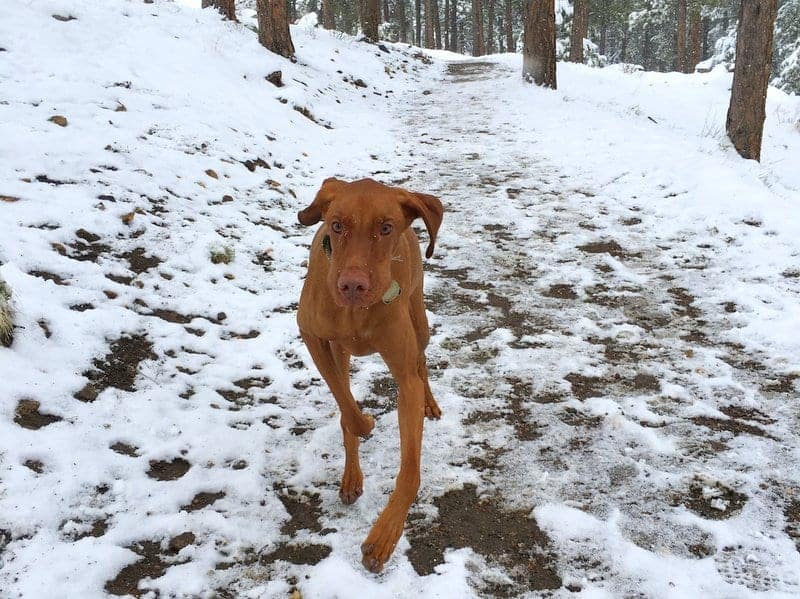 Evergreen Dog Park Denver