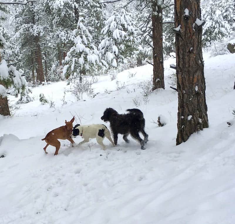 Evergreen Dog Park Denver