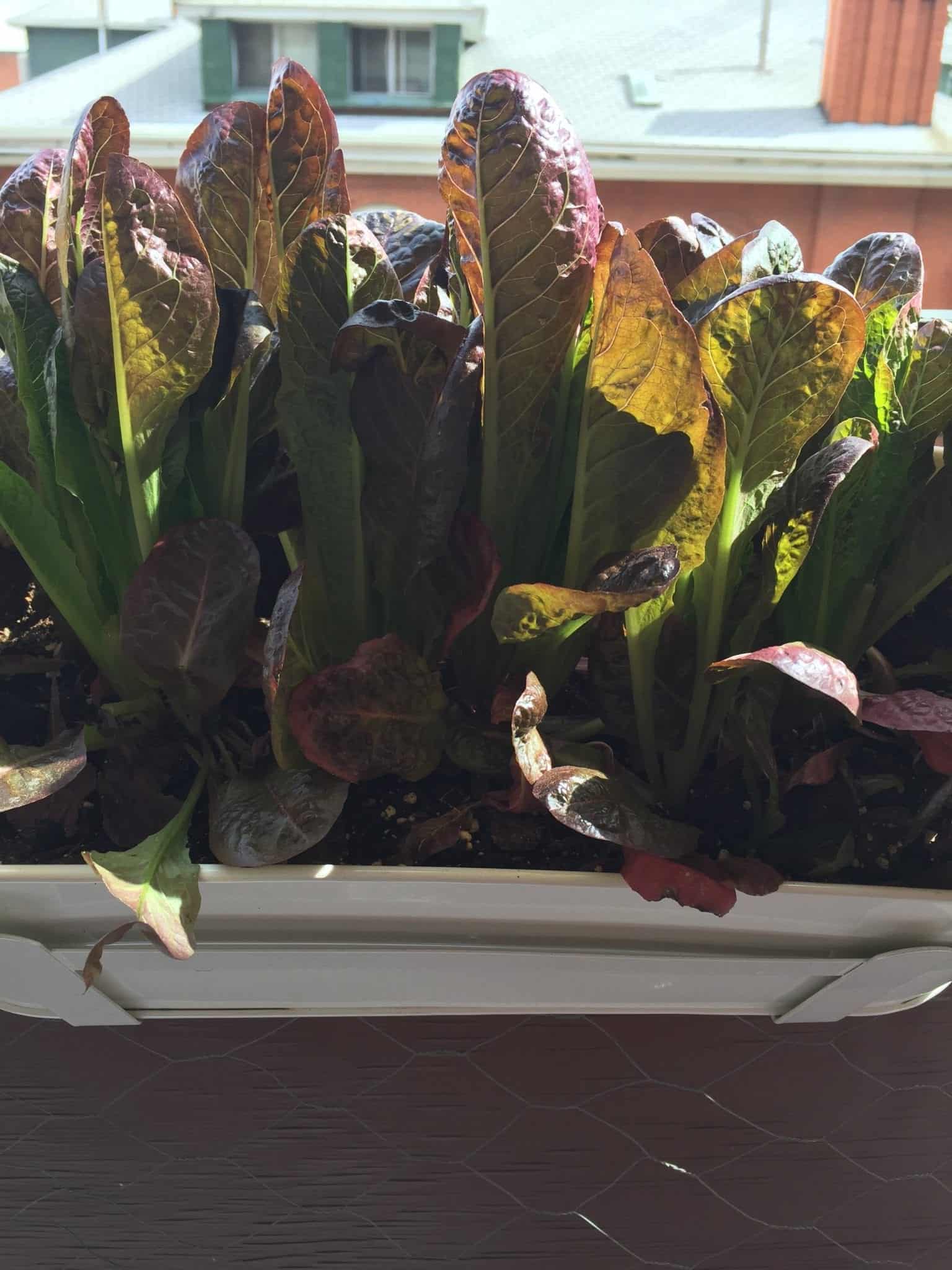 Balcony Garden 