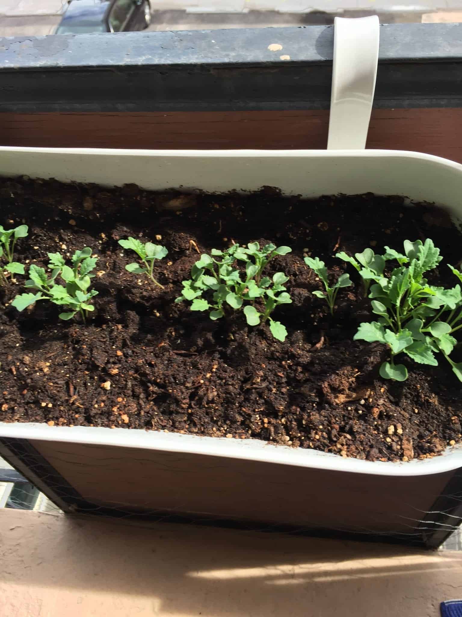 Balcony Garden 