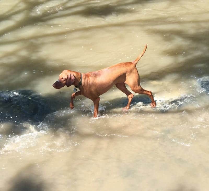 Bernie Dog Park