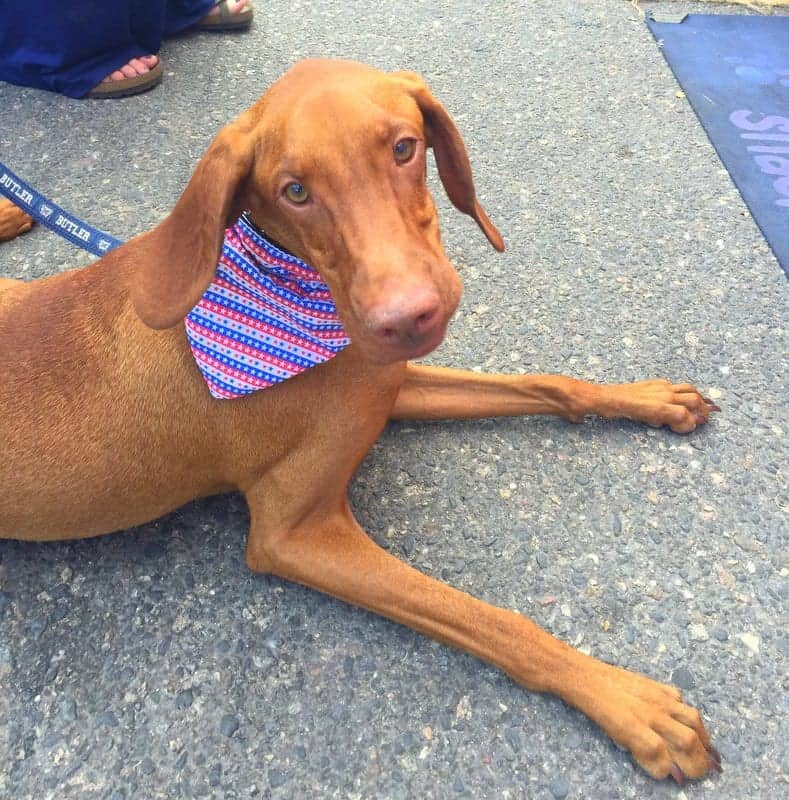 American Dog Bandana