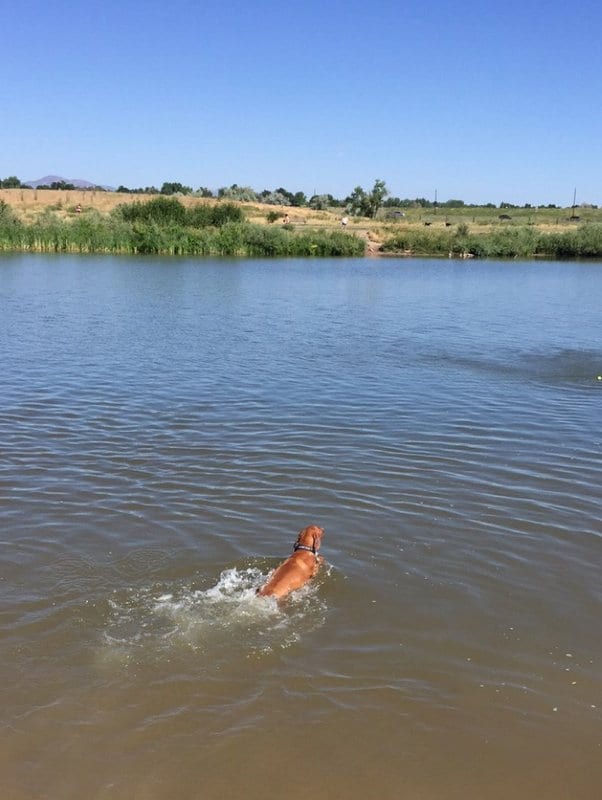 Chatfield Dog Park