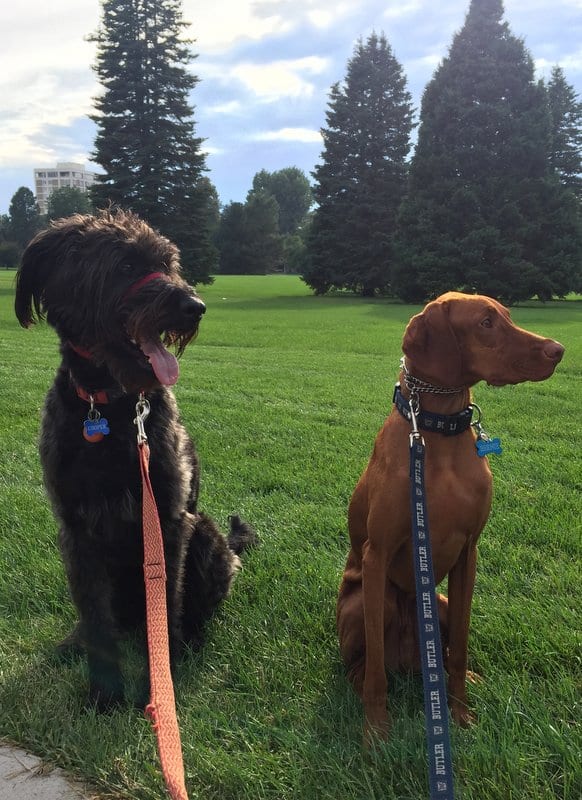 Bernie and Cooper in Cheesman Park Denver