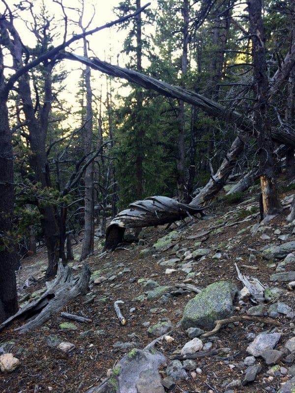 Twin Sisters Hike