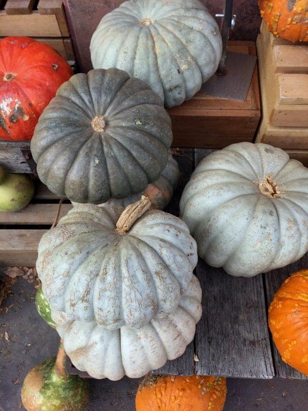 Pastel Pumpkins