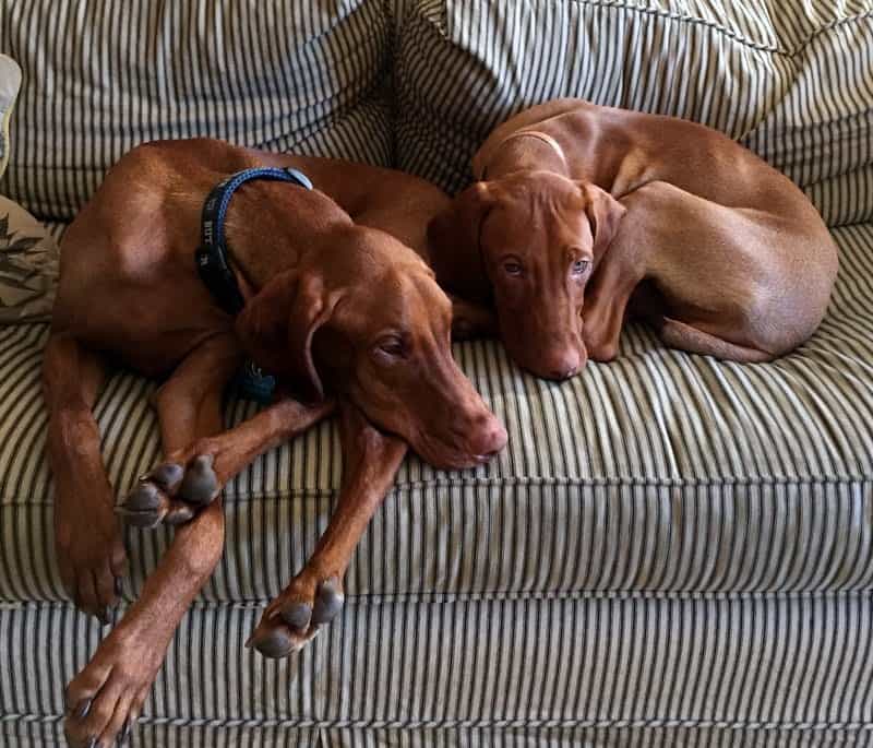 Bernie and Rooney