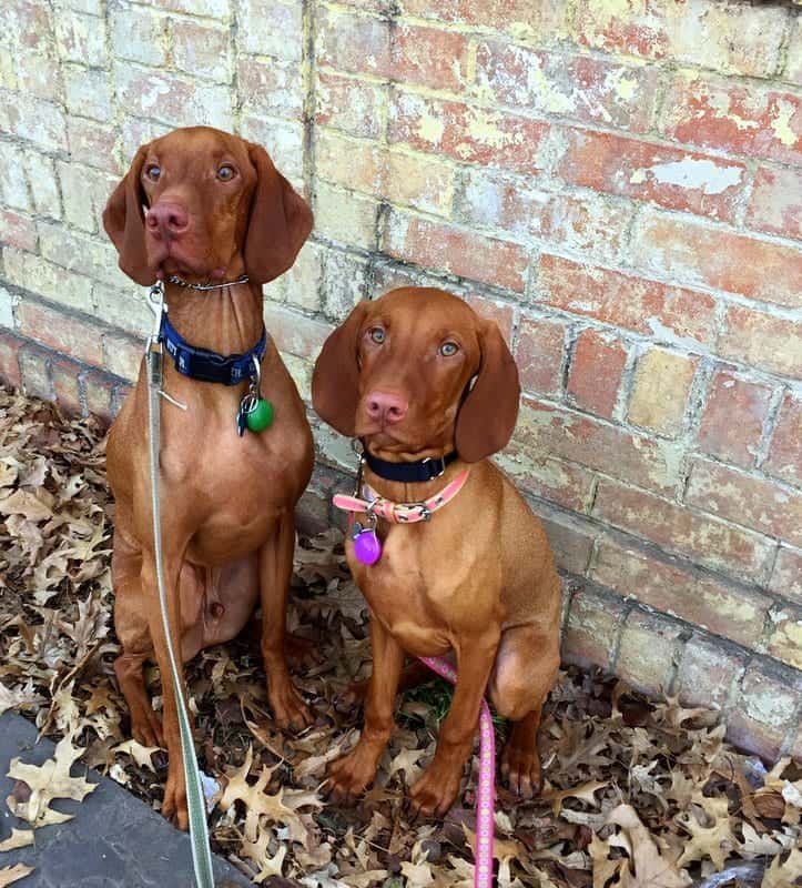 Bernie and Rooney